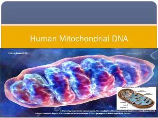 Human Mitochondrial DNA