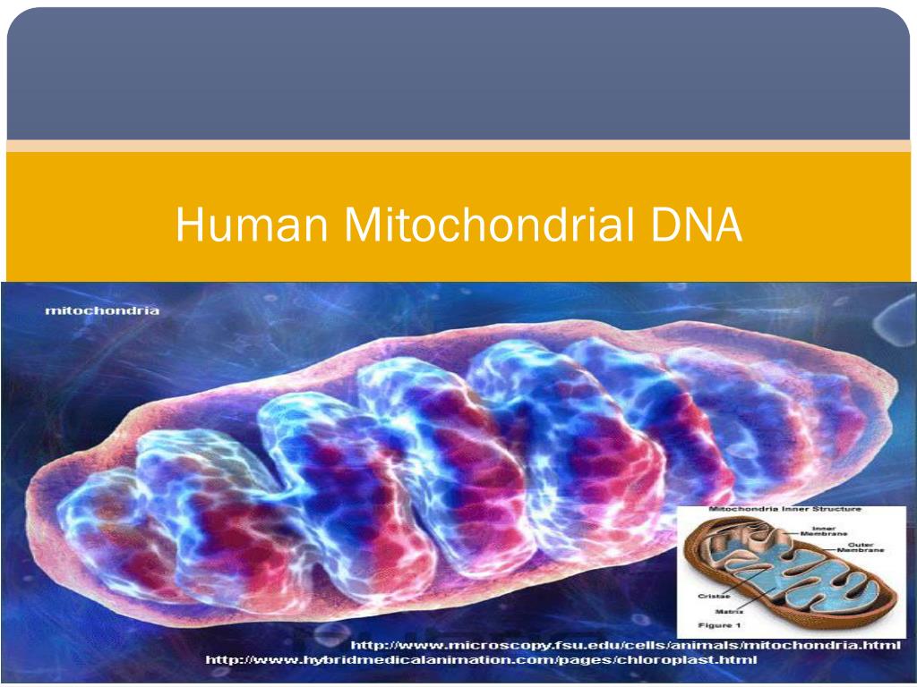 PPT - Human Mitochondrial DNA PowerPoint Presentation, free download ...
