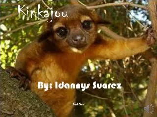 Kinkajou