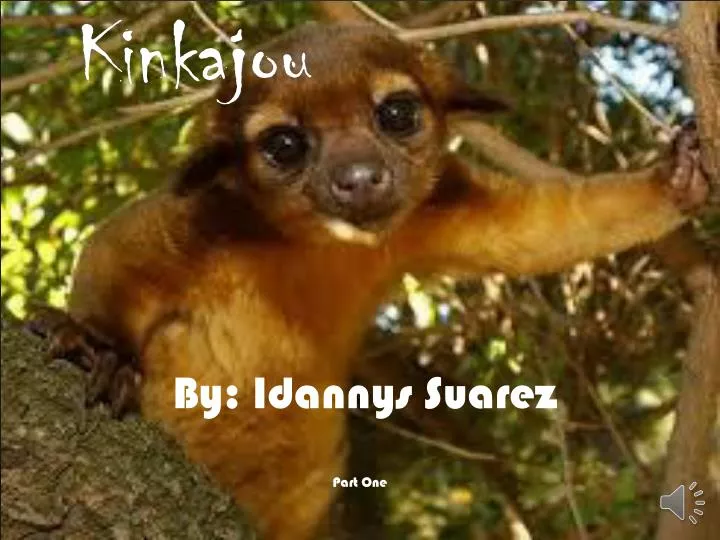 kinkajou