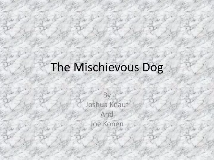 the mischievous dog