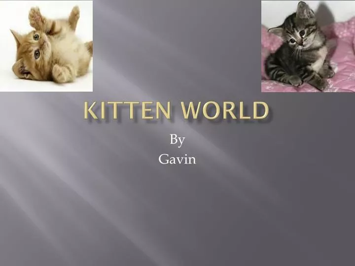 kitten world
