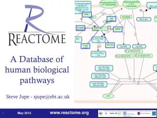 A Database of human biological pathways Steve Jupe - sjupe@ebi.ac.uk