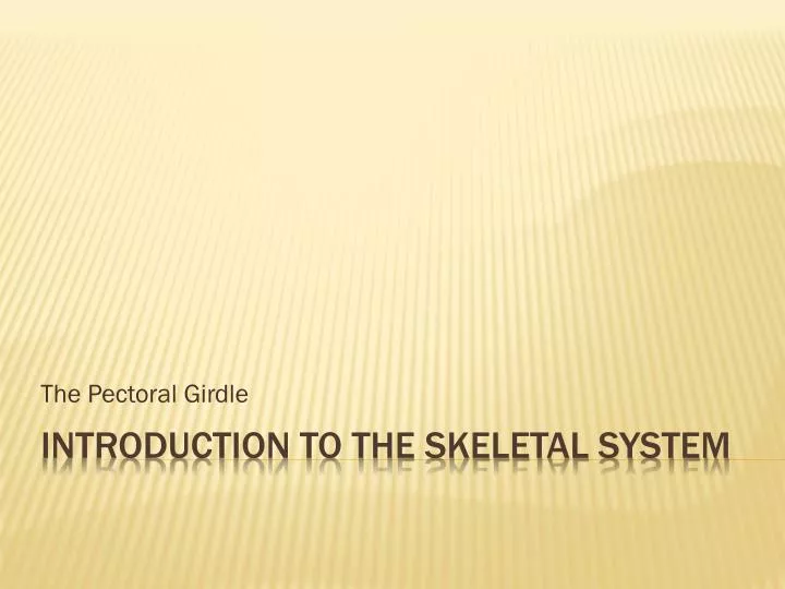 the pectoral girdle