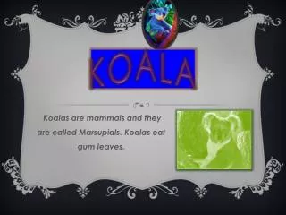 koala