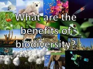 What are the benefits of biodiversity?