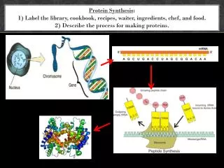 Objective 5: Inheritance and mutations