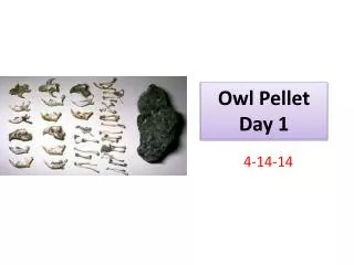 Owl Pellet Day 1