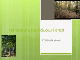 Temperate Deciduous Forest