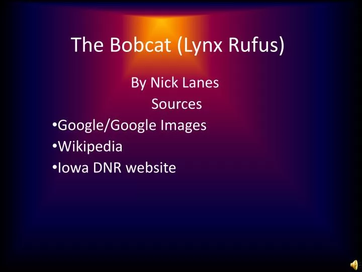 the bobcat lynx rufus