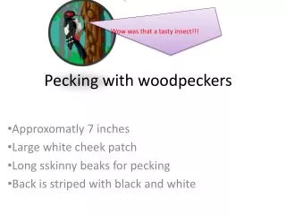 Pecking with woodpeckers