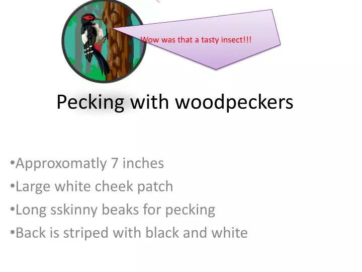 pecking with woodpeckers
