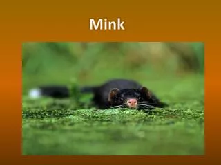 Mink