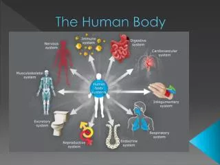 The Human Body