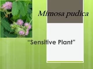 Mimosa p udica