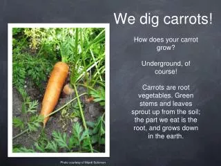 We dig carrots!
