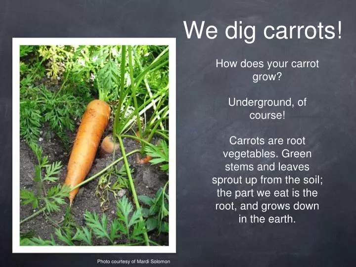 we dig carrots