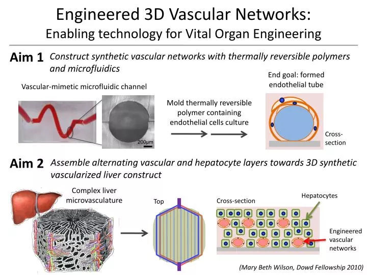 engineered 3d vascular networks enabling technology for vital organ engineering