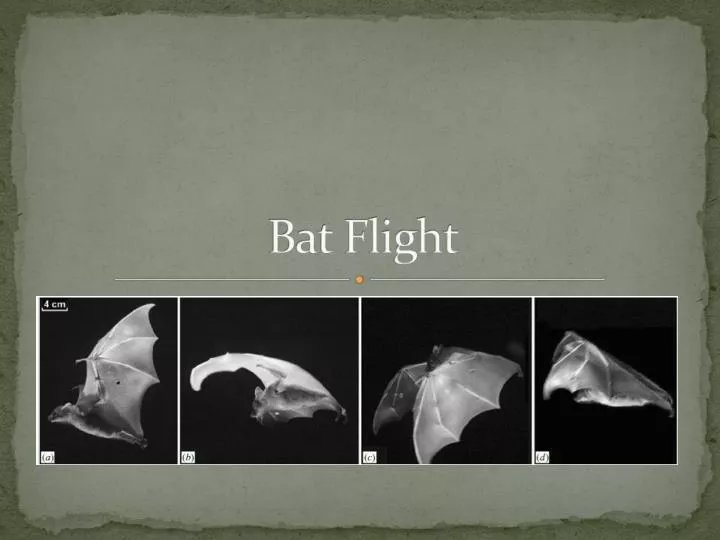 bat flight