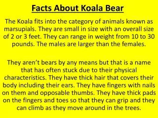 Facts About Koala Bear