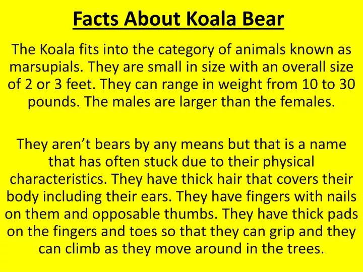 facts about koala bear