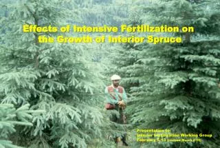 Effects of Intensive Fertilization on the Growth of Interior Spruce