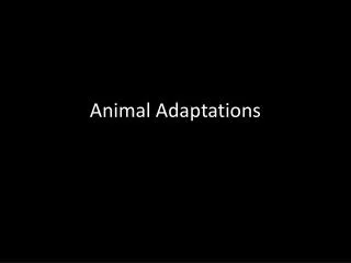 Animal Adaptations