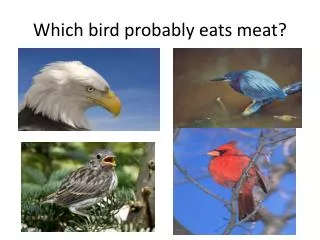 Which bird probably eats meat?