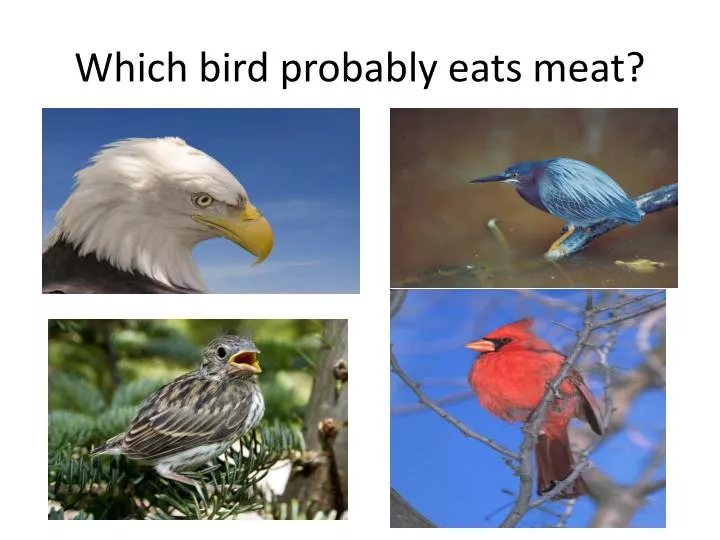 which bird probably eats meat