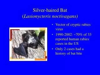 Silver-haired Bat ( Lasionycteris noctivagans)