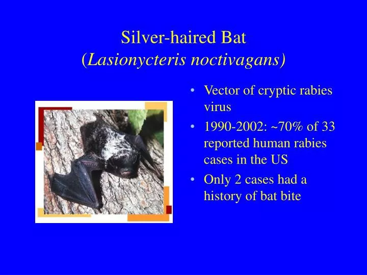 silver haired bat lasionycteris noctivagans