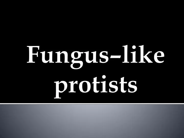 fungus like protists