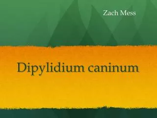 Dipylidium caninum