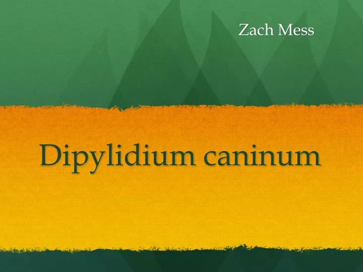 dipylidium caninum