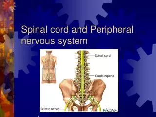 Spinal cord and Peripheral nervous system