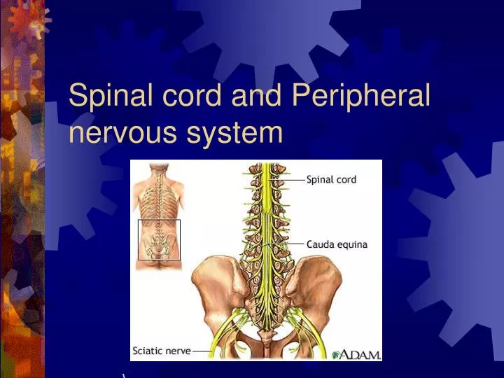 spinal cord and peripheral nervous system