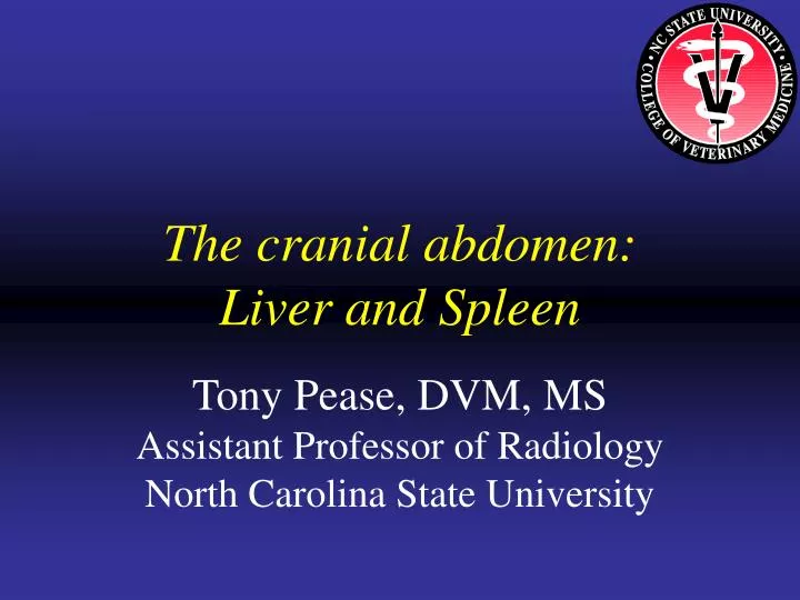 the cranial abdomen liver and spleen