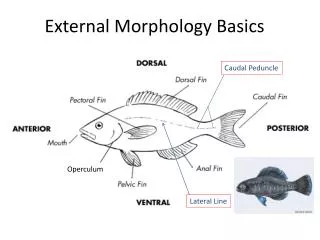 External Morphology Basics