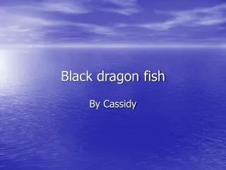 Black dragon fish