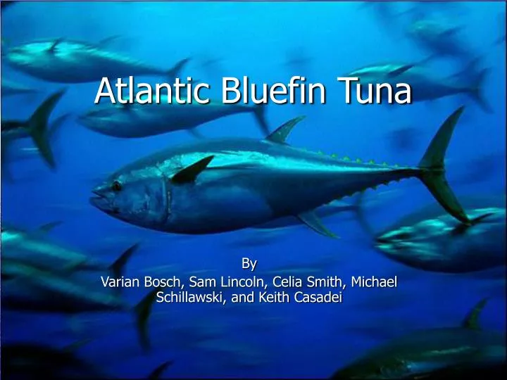 atlantic bluefin tuna