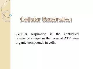 Cellular Respiration