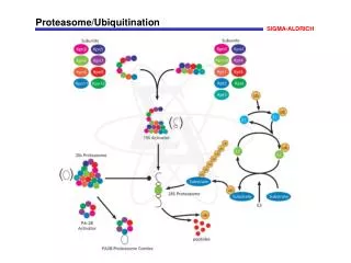 Proteasome/Ubiquitination