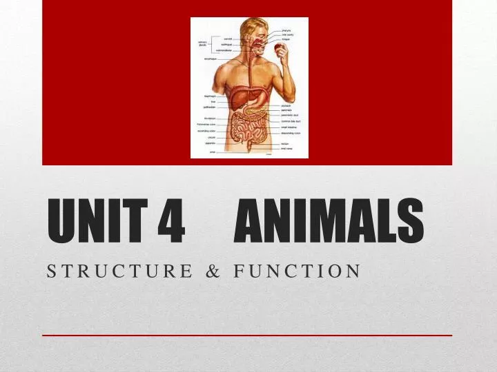 unit 4 animals