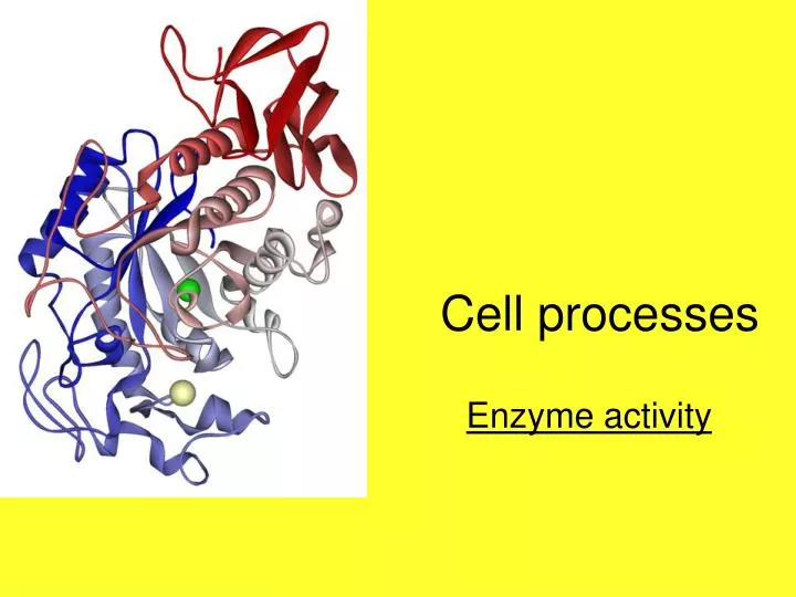 cell processes