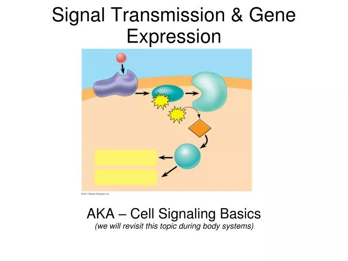 aka cell signaling basics we will revisit this topic during body systems