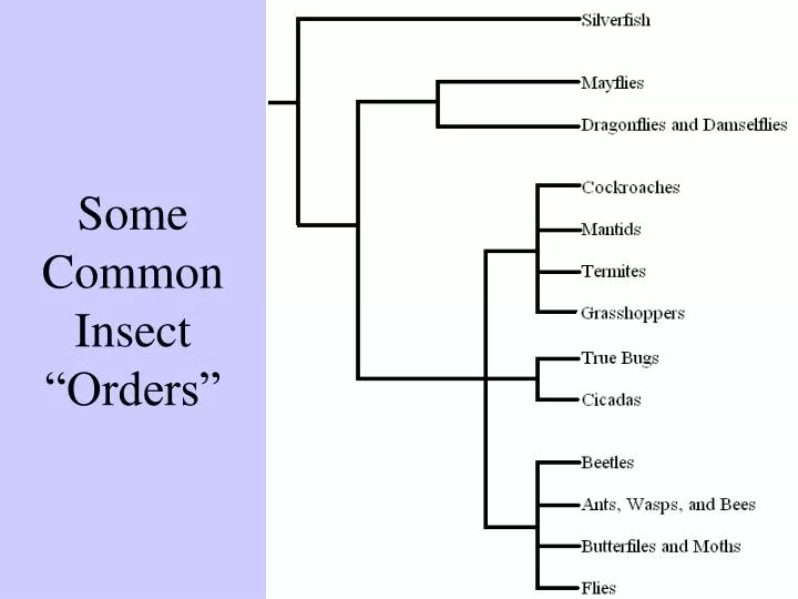 some common insect orders