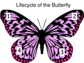 Lifecycle of the Butterfly