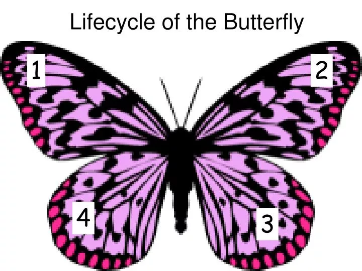lifecycle of the butterfly