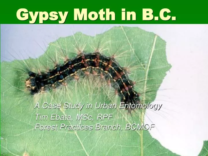 gypsy moth in b c