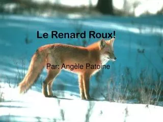 le renard roux